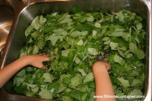 Washing Mint Tea Leaves