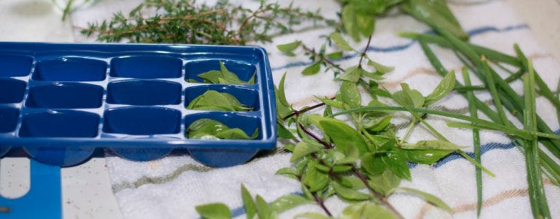 Freezing Herbs in Ice Tray