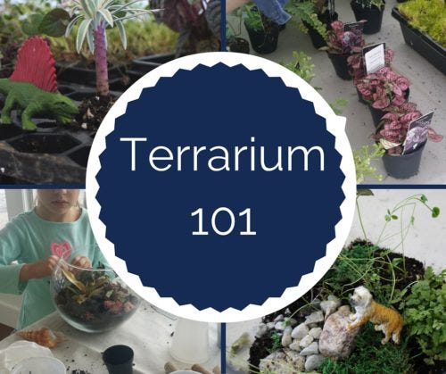 Terrarium-101-2_20-2