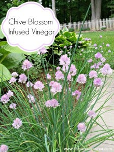 Chives Fillmore Container