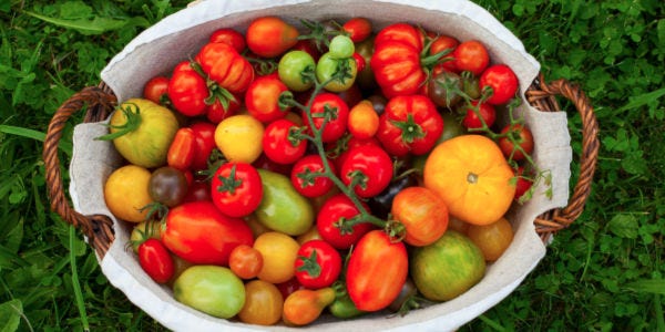 Tomatoes from Garden