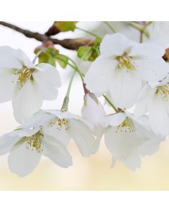 Apple Blossom TruScent Fragrance Oil - Fillmore Container