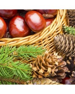 Balsam Clove TruScent Fragrance Oil - Fillmore Container