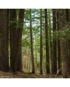 Cedarwood Vanilla TruScent Fragrance Oil - Fillmore Container