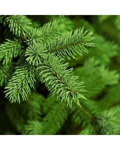 Christmas Tree TruScent Fragrance Oil - Fillmore Container