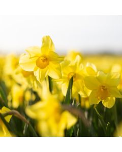 Daffodil TruScent Fragrance Oil - Fillmore Container