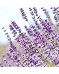 English Lavender TruScent Fragrance Oil - Fillmore Container