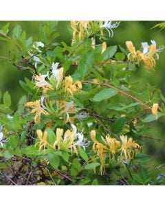 Honeysuckle Fragrance TruScent Fragrance Oil - Fillmore Container