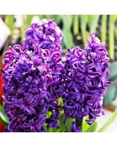 Hyacinth TruScent Fragrance Oil - Fillmore Container