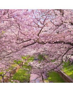 Japanese Cherry Blossom TruScent Fragrance Oil - Fillmore Container