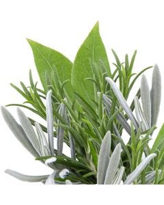 Lavender, Sage, and Rosemary TruScent Fragrance Oil - Fillmore Container