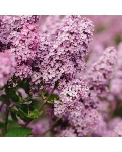 Lilac Fragrance TruScent Fragrance Oil - Fillmore Container