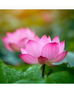 Lotus & Aloe Fragrance Oil - Fillmore Container