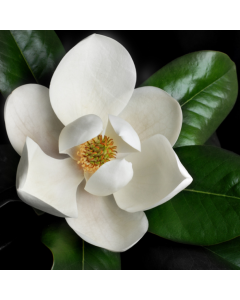 Sweet Magnolia Fragrance Oil - Fillmore Container