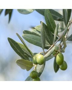 Olive Tree TruScent Fragrance Oil - Fillmore Container