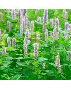 Patchouli TruScent Fragrance Oil - Fillmore Container