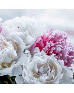 Peony TruScent Fragrance Oil - Fillmore Container