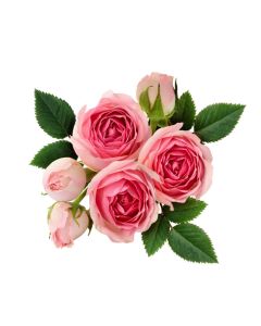 Rose TruScent Fragrance Oil - Fillmore Container