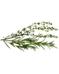 Rosemary & Thyme TruScent Fragrance Oil - Fillmore Container
