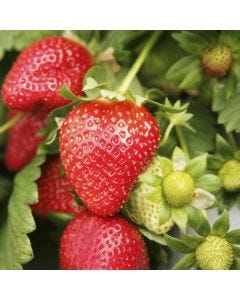 Strawberry TruScent Fragrance Oil - Fillmore Container