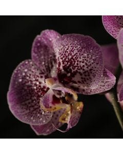 Sultry Orchid & Black Currant TruScent Fragrance Oil - Fillmore Container