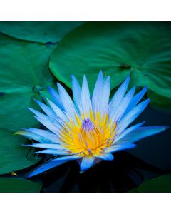 Blue Lotus Cove Fragrance Oil - Fillmore Container