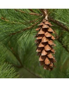 White Pine Forest TruScent Fragrance Oil - Fillmore Container